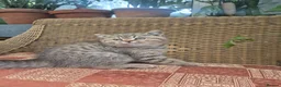 British Shorthair cats for sale: 💙ABSOLUTELY STUNNING BRITISH SHORTHAIR BOYS💙 - Advert 4