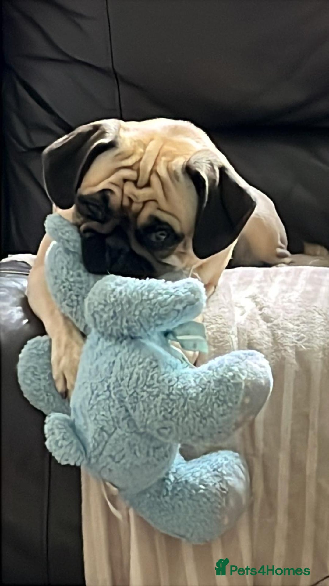 Pug dogs for sale: Pug Puppies  - Image 29