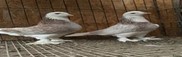 Pigeons birds for sale: FANCY WEST OF ENGLAND TUMBLERS  - Advert 18