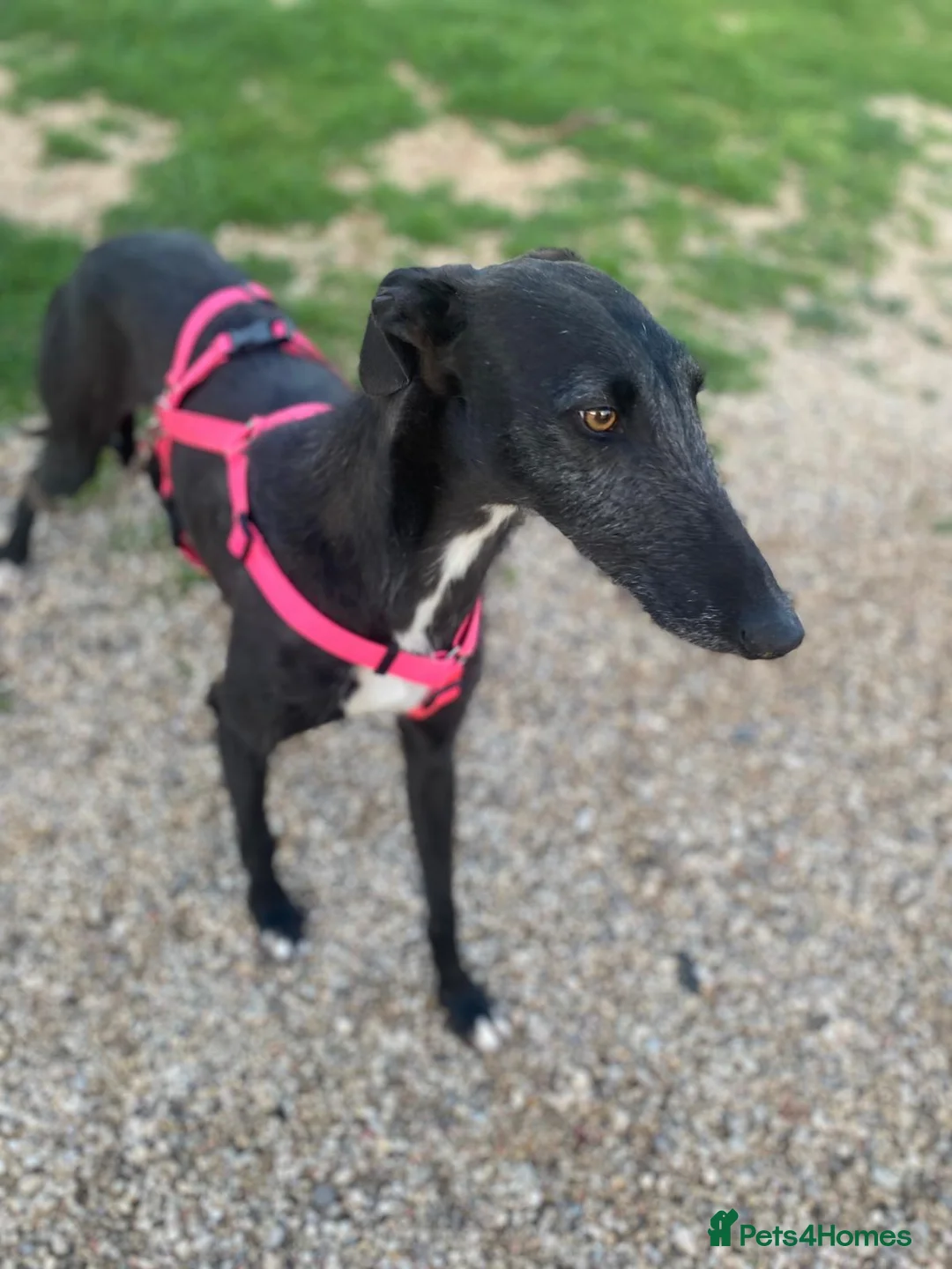 Mixed Breed dogs for adoption: Rey – A Brave Soul Ready to Love Again 🐾 in Hengoed - Advert 2