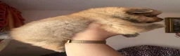 Pomeranian dogs for sale: Small pedigree puppies - Advert 6