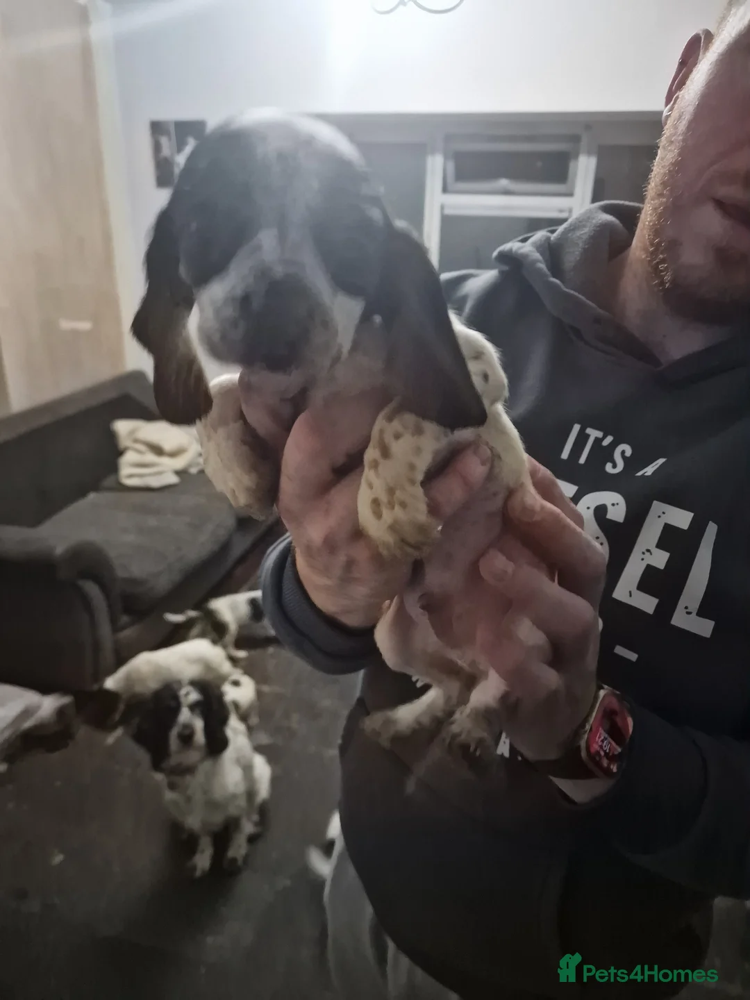 Mixed Breed dogs for sale: Litter of 7 bocker puppies  in Walsall - Advert 8