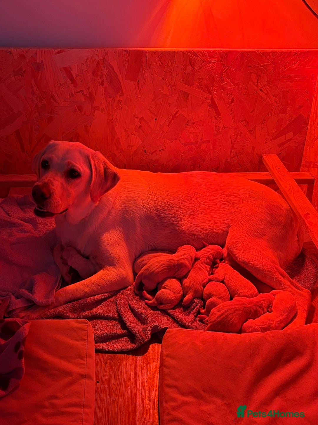 Mixed Breed dogs for sale: Beautiful F1 Labradoodle Puppies - Image 3