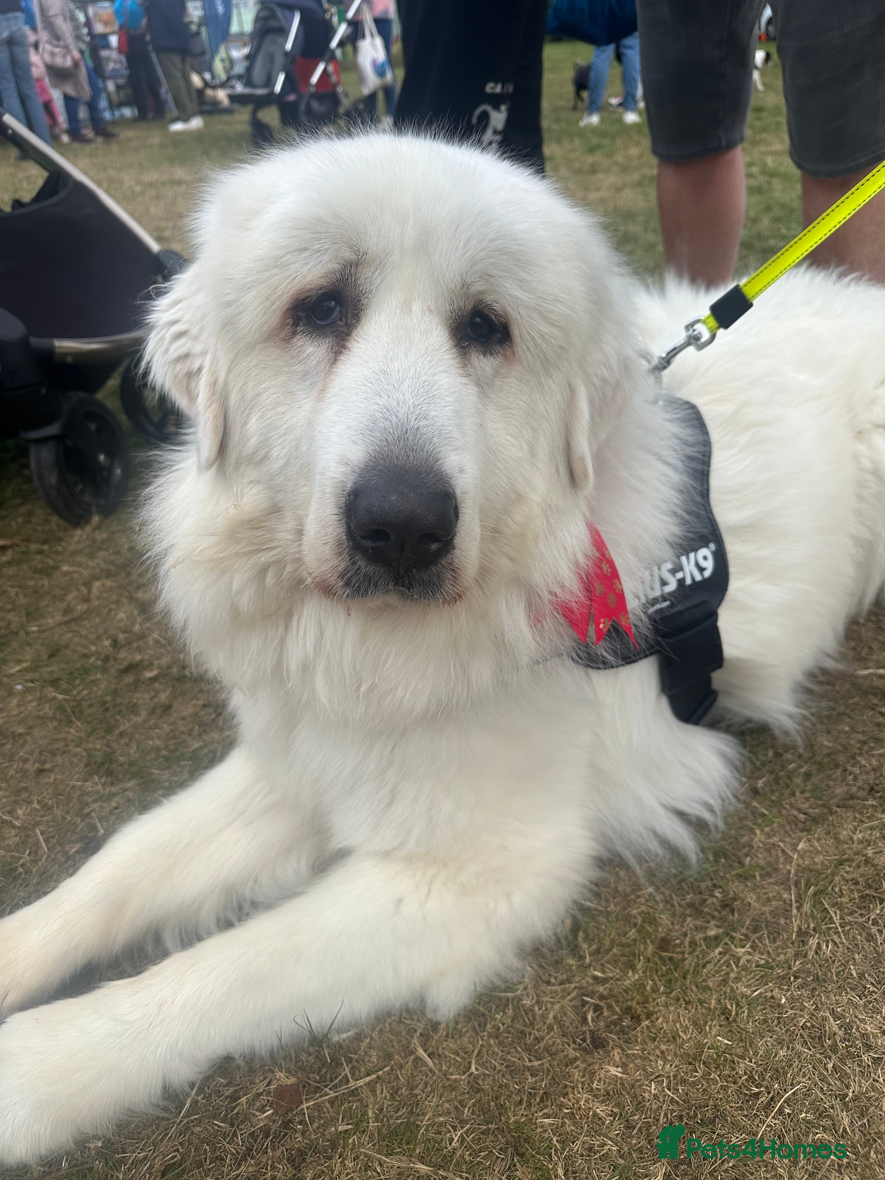 Pyrenean Mountain Dog dogs 3 Year Old Loving Girl  - Advert 1