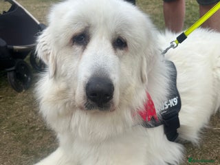 Pyrenean Mountain Dog dogs 3 Year Old Loving Girl - Advert 1