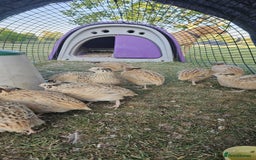 Quail poultry for sale: 10 female and 5 female Jumbo quail - Image 1