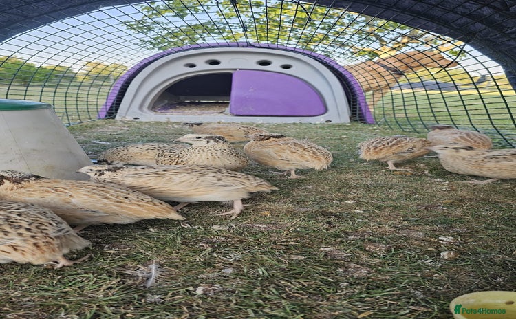Quail poultry for sale - Advert 2