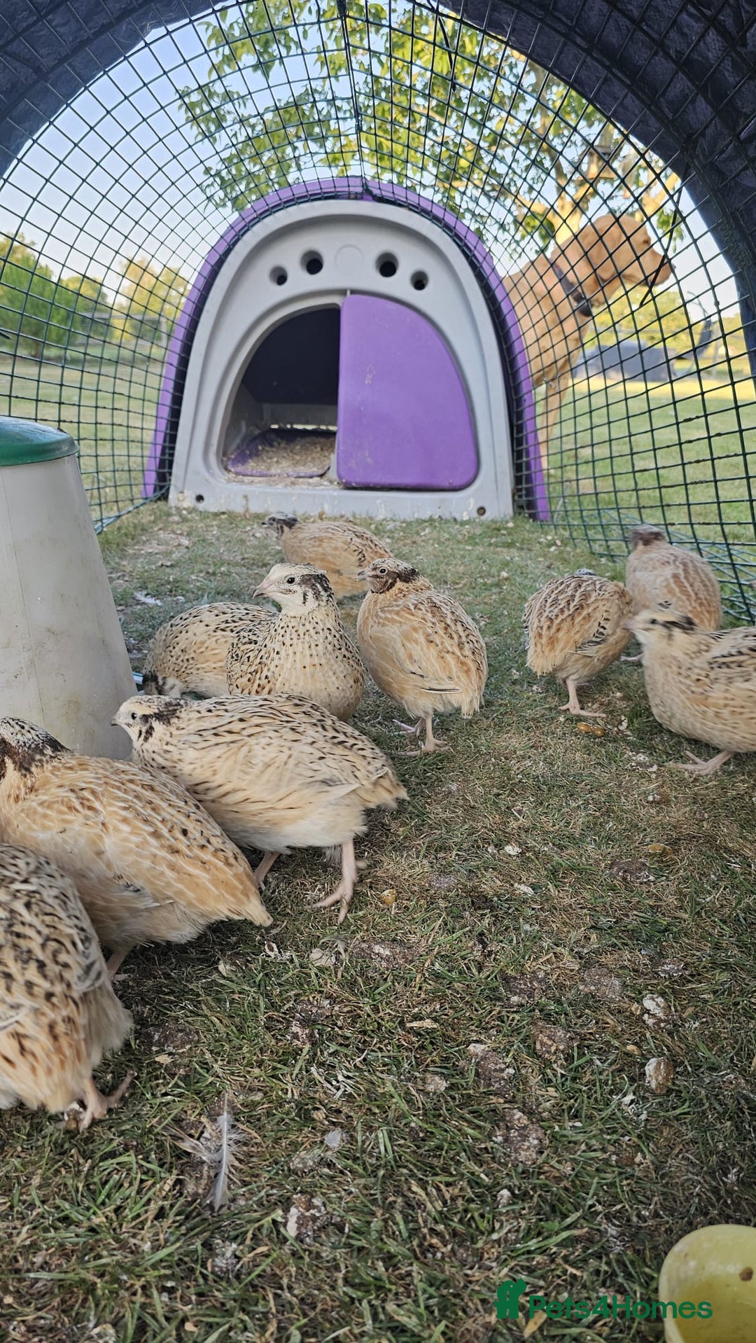 Quail poultry for sale: 10 female and 5 female Jumbo quail - Image 1