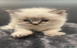 Ragdoll cats for sale: Stunning Pure breed ragdoll kittens  - Advert 1