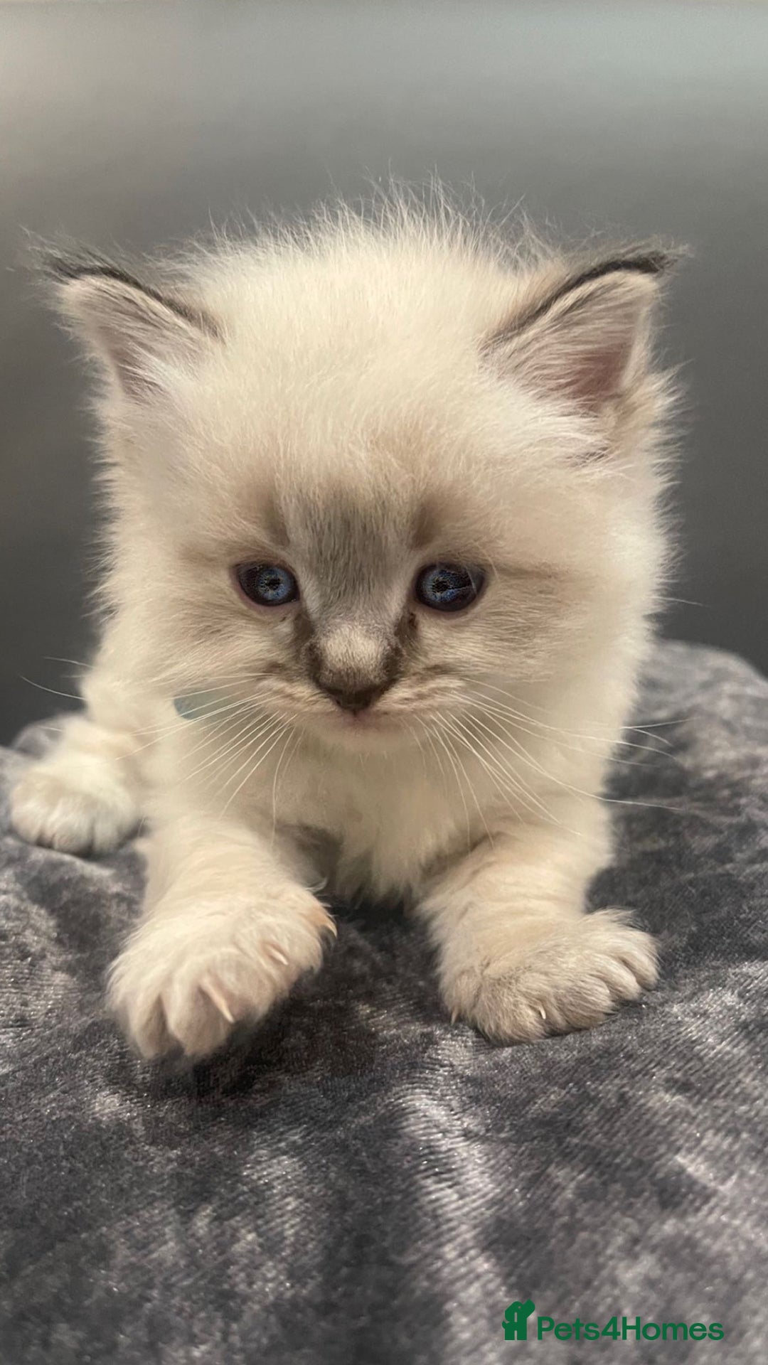 Ragdoll cats for sale: Stunning Pure breed ragdoll kittens  - Advert 1