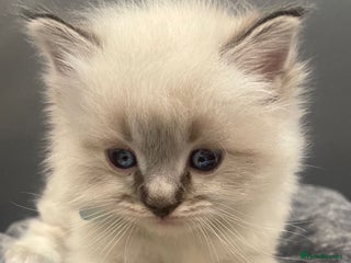Ragdoll cats Stunning Pure breed ragdoll kittens - Advert 8