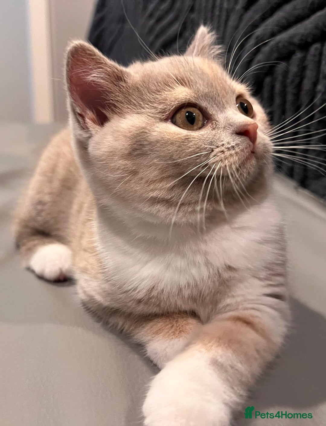 British Shorthair cats for sale: GCCF Registered Championship Line BSH Kittens - Advert 29