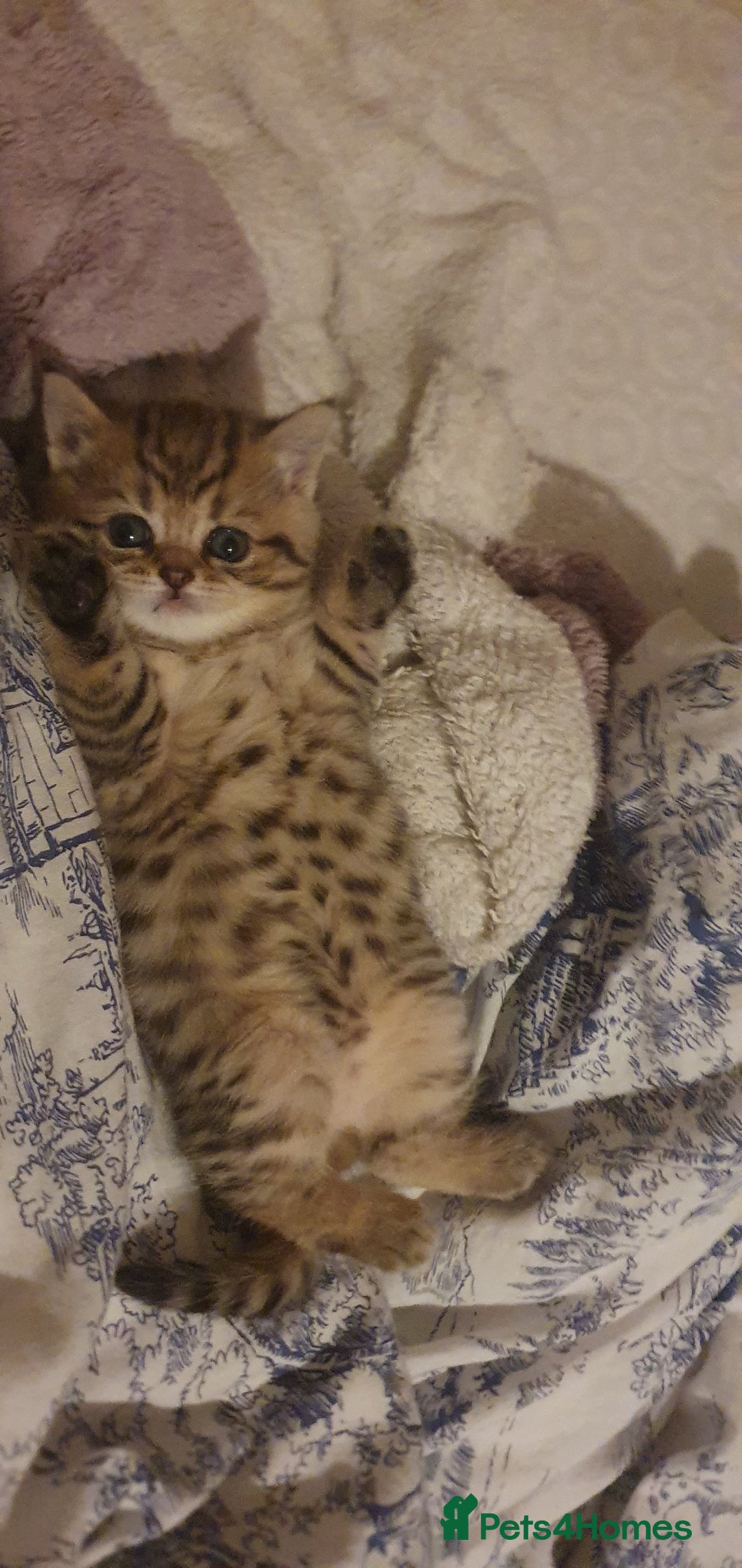 British Shorthair cats for sale: British Shorthair Black Golden Tabby kittens 😸  - Advert 6