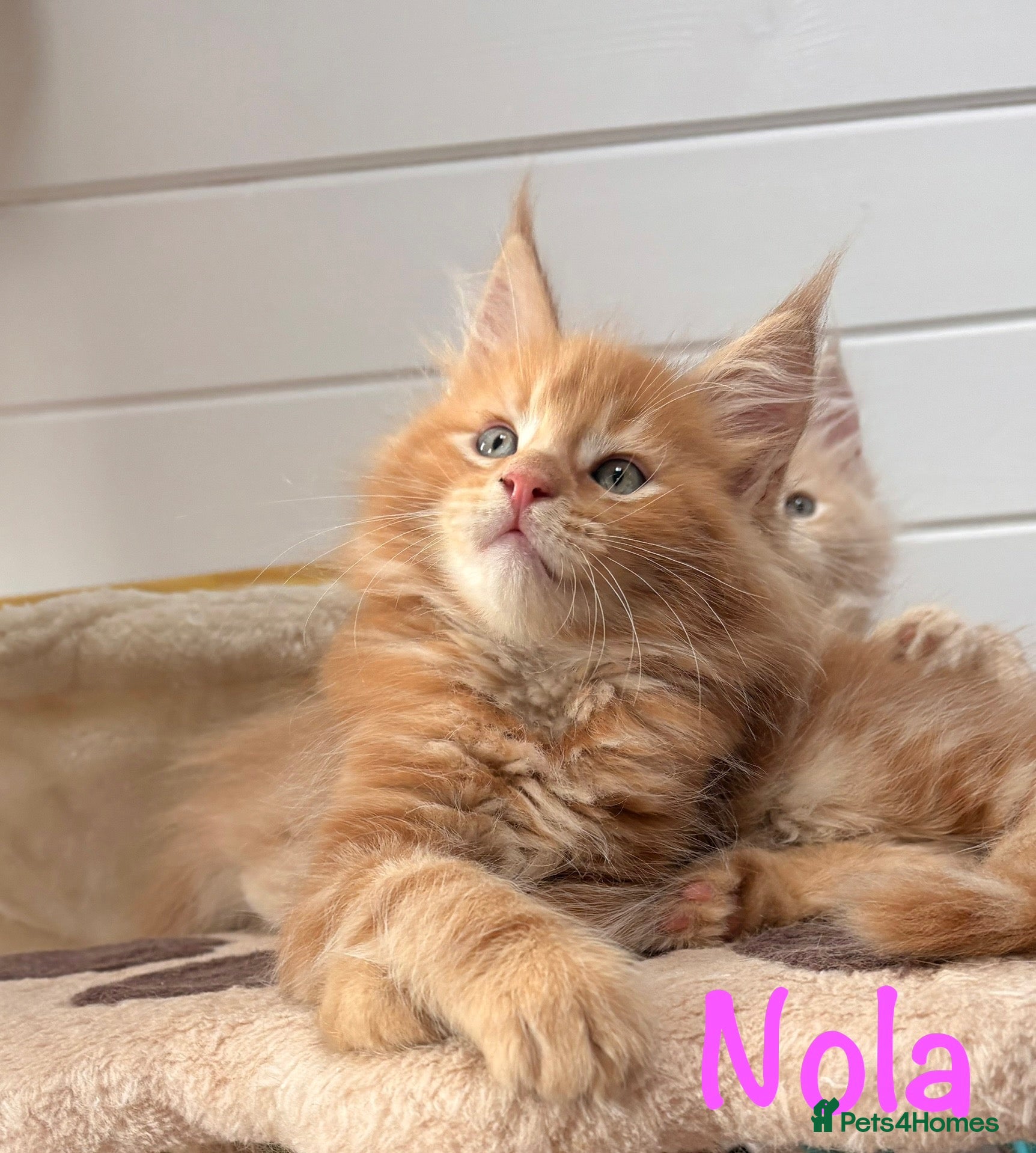 Maine Coon cats Beautiful Maine Coon Kittens-Ready Soon - Advert 1