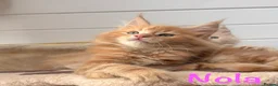 Maine Coon cats for sale: Beautiful Maine Coon Kittens-Ready Soon - Advert 1