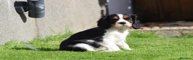Cavalier King Charles Spaniel 2