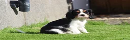 Cavalier King Charles Spaniel dogs for sale: Beautiful Cavalier King Charles Spaniel puppies - Advert 24