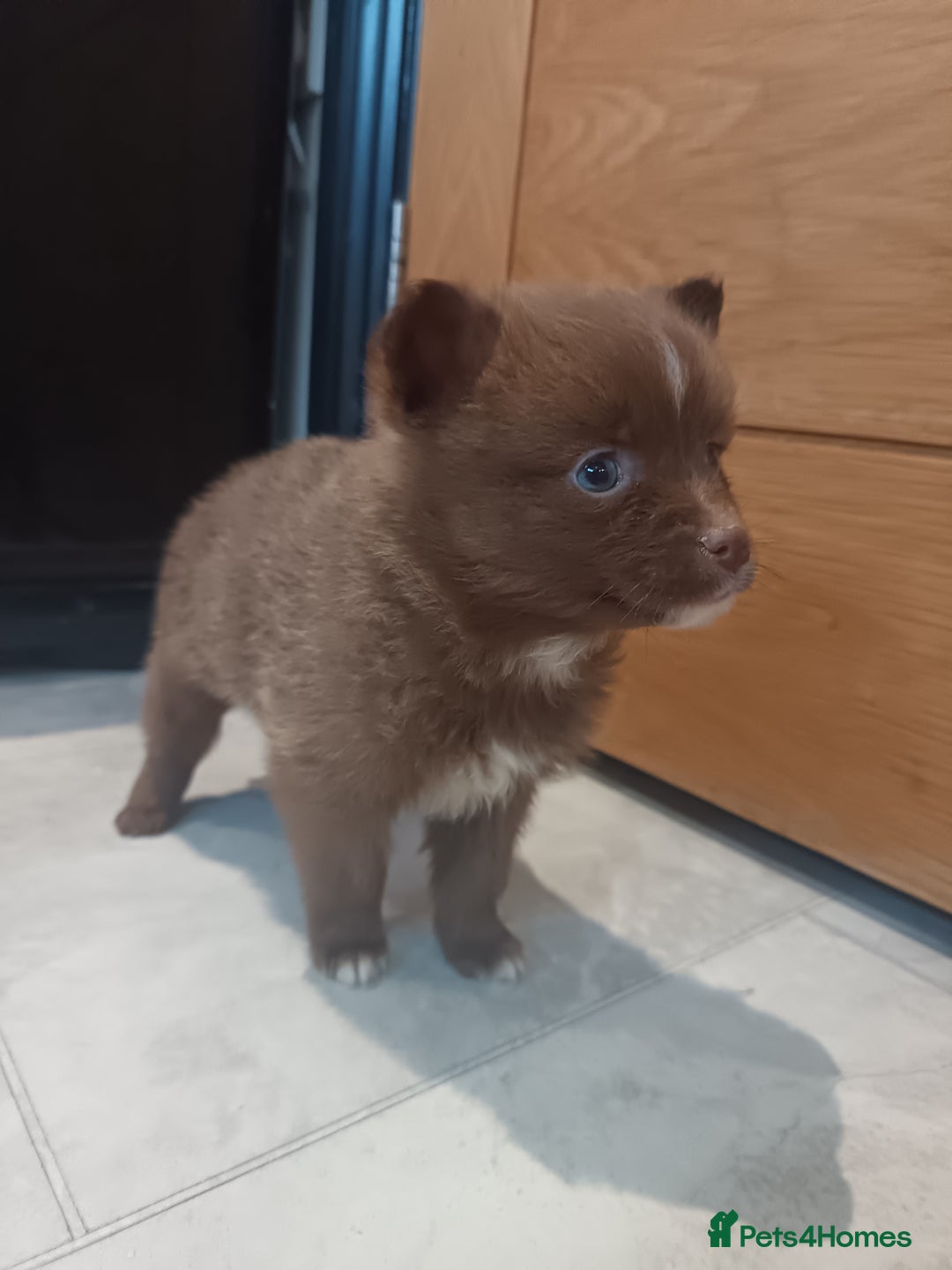 Pomsky dogs for sale: Amazing puppys - Advert 9