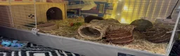 Guinea Pig rodents for sale: Two guinea pigs with enclosure and accessories in Slough - Advert 2