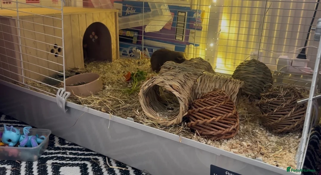 Guinea Pig rodents for sale: Two guinea pigs with enclosure and accessories in Slough - Advert 2