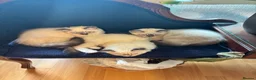 Ragdoll cats for sale: Boy and Girl Ragdoll in Woodford Green - Advert 1
