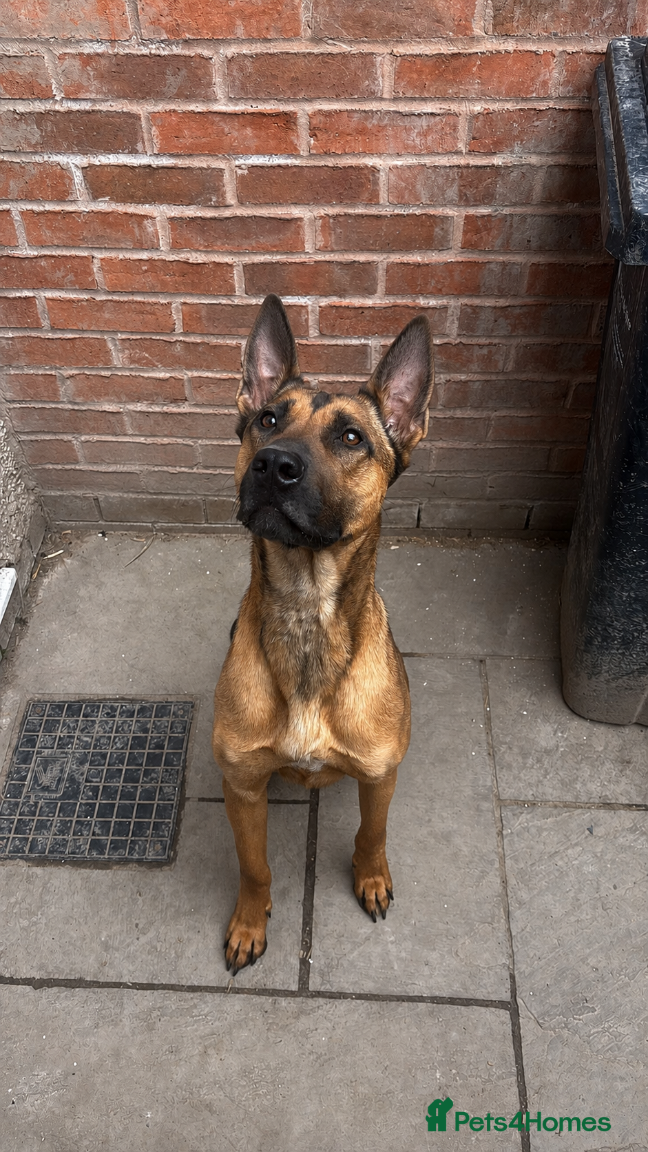 Belgian Shepherd Dog dogs Zilo is a beautiful example of her breed - Advert 2