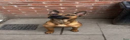 Belgian Shepherd Dog dogs for sale: Zilo is a beautiful example of her breed - Advert 2