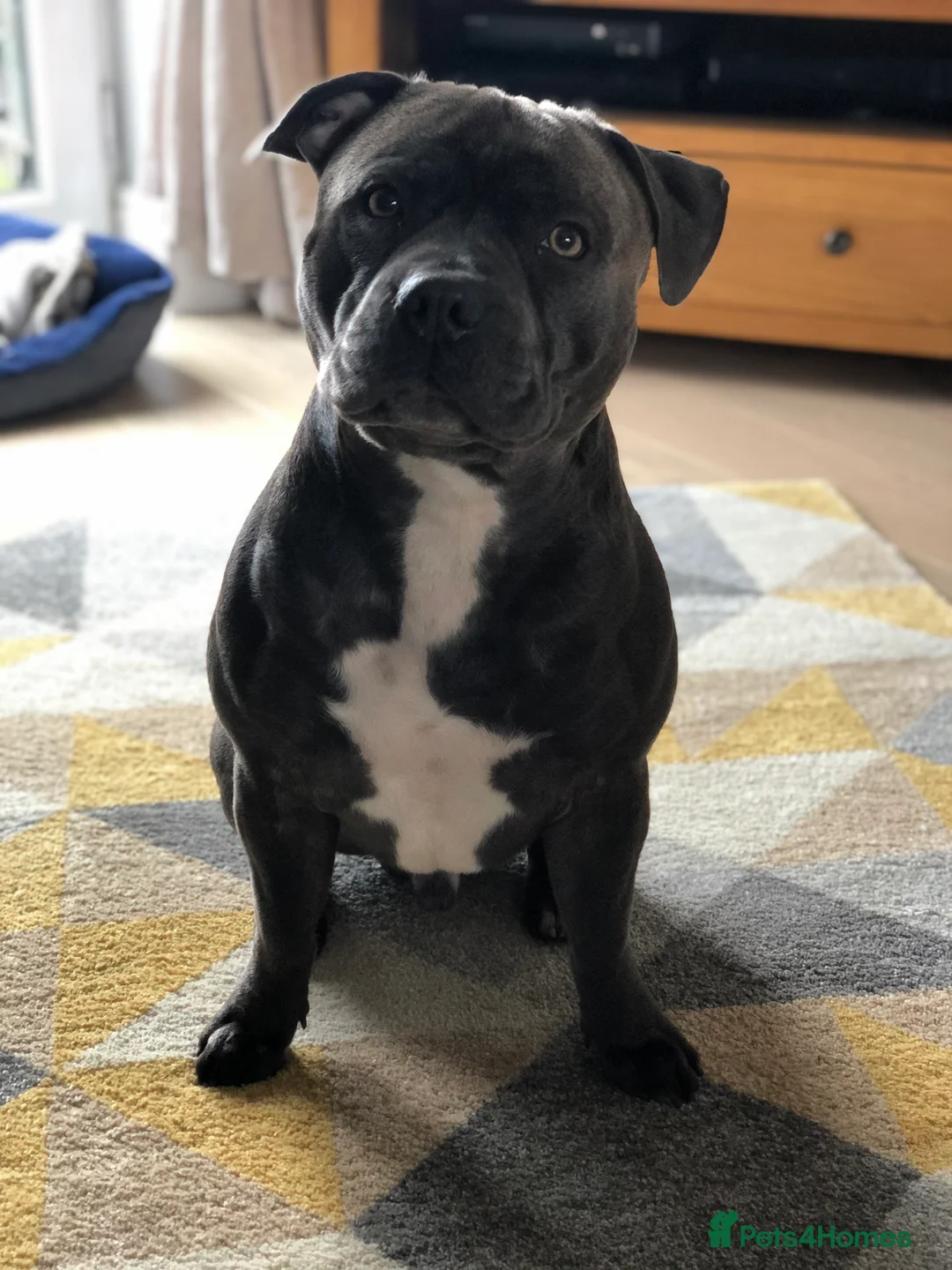 Staffordshire Bull Terrier dogs for stud: KC PROVEN Blue Staffordshire Bull Terrier for STUD in Wakefield - Advert 14