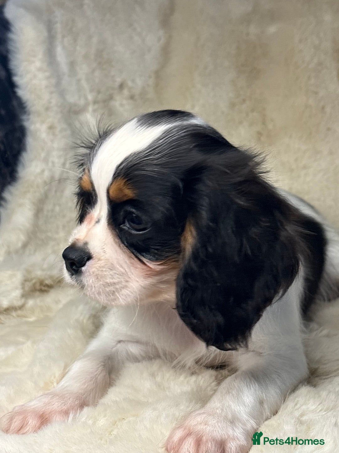 Cavalier King Charles Spaniel dogs for sale: Health tested cavalier puppies  - Advert 14