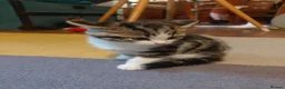 Mixed Breed cats for sale: Tabby Siberian mix - Advert 6
