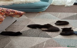 British Shorthair cats for sale: Beautiful kittens - Image 5