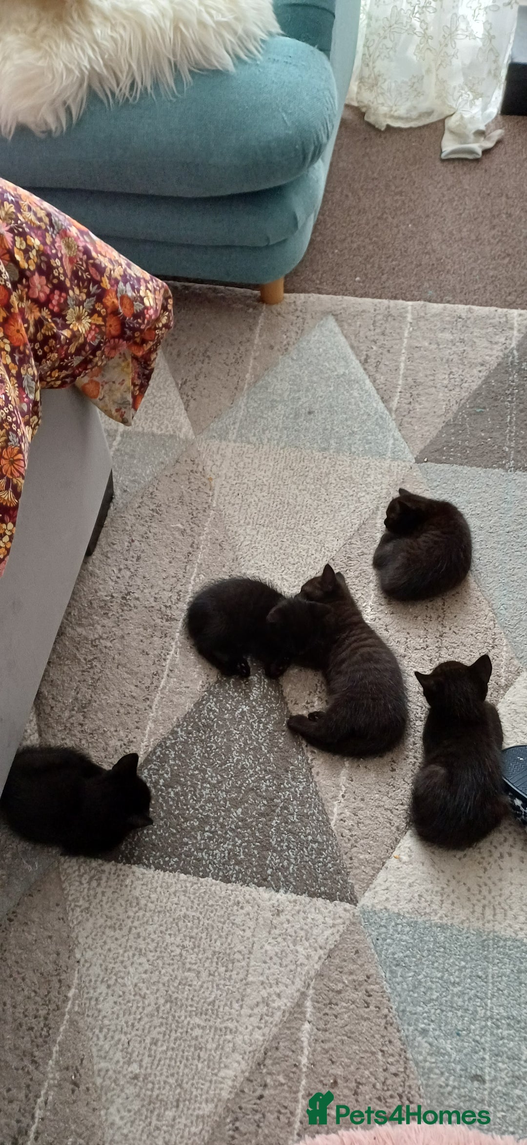 British Shorthair cats for sale: Beautiful kittens - Image 5