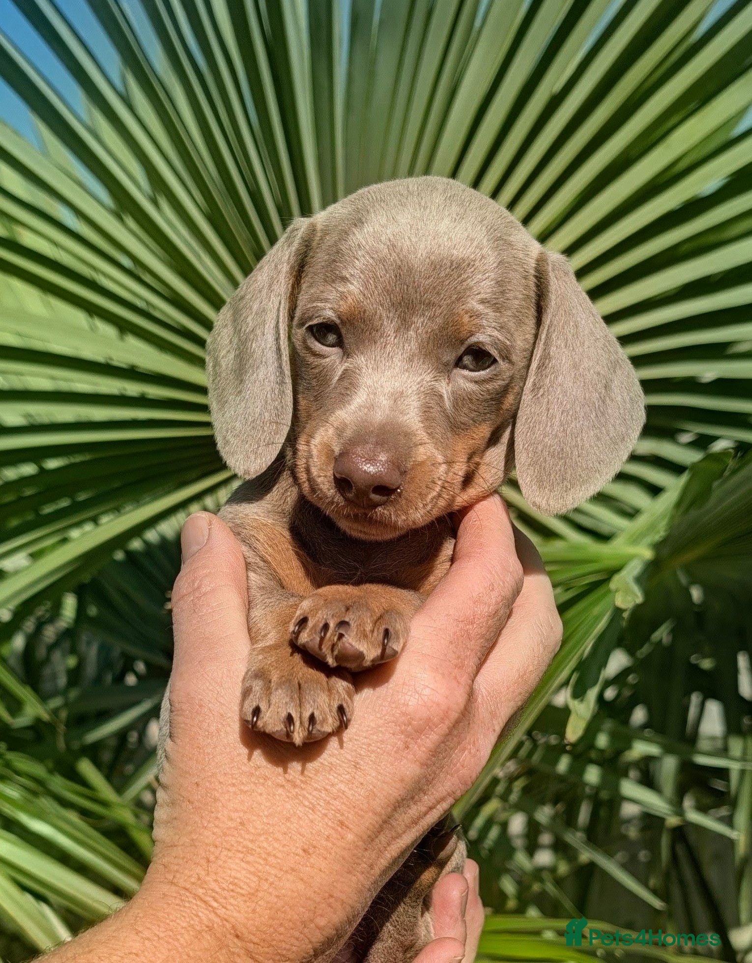 Miniature Dachshund dogs 🌟  Miniature Dachshund Pups!! KC & PRA clear🌟 - Advert 7