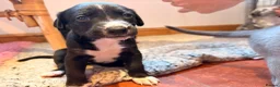 Mixed Breed dogs for sale: The most beautiful Beddie x whippet x collie  - Advert 5