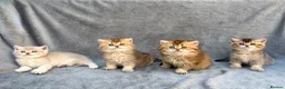 British Longhair cats for sale: Pedigree British longhair golden chocolate lilac - Advert 14