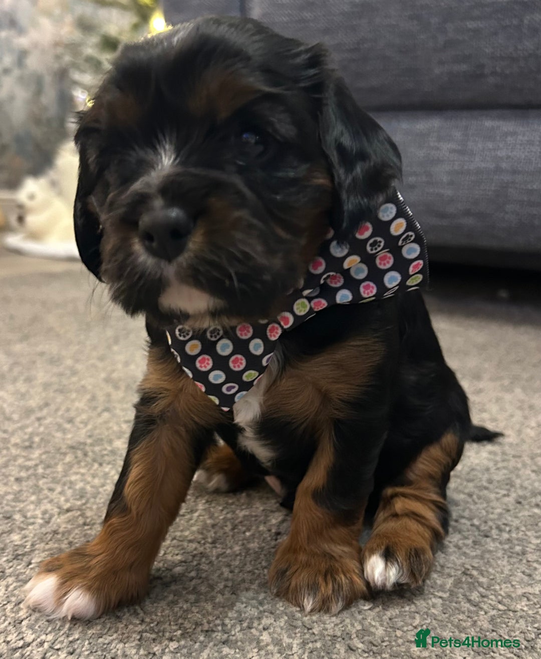Cavalier King Charles Spaniel dogs for sale: KC registered Cavalier King Spaniel puppies - Advert 14