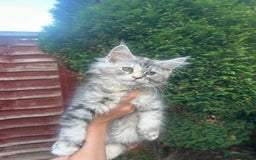Maine Coon cats for sale: Main Coon kittens for sale - Image 11