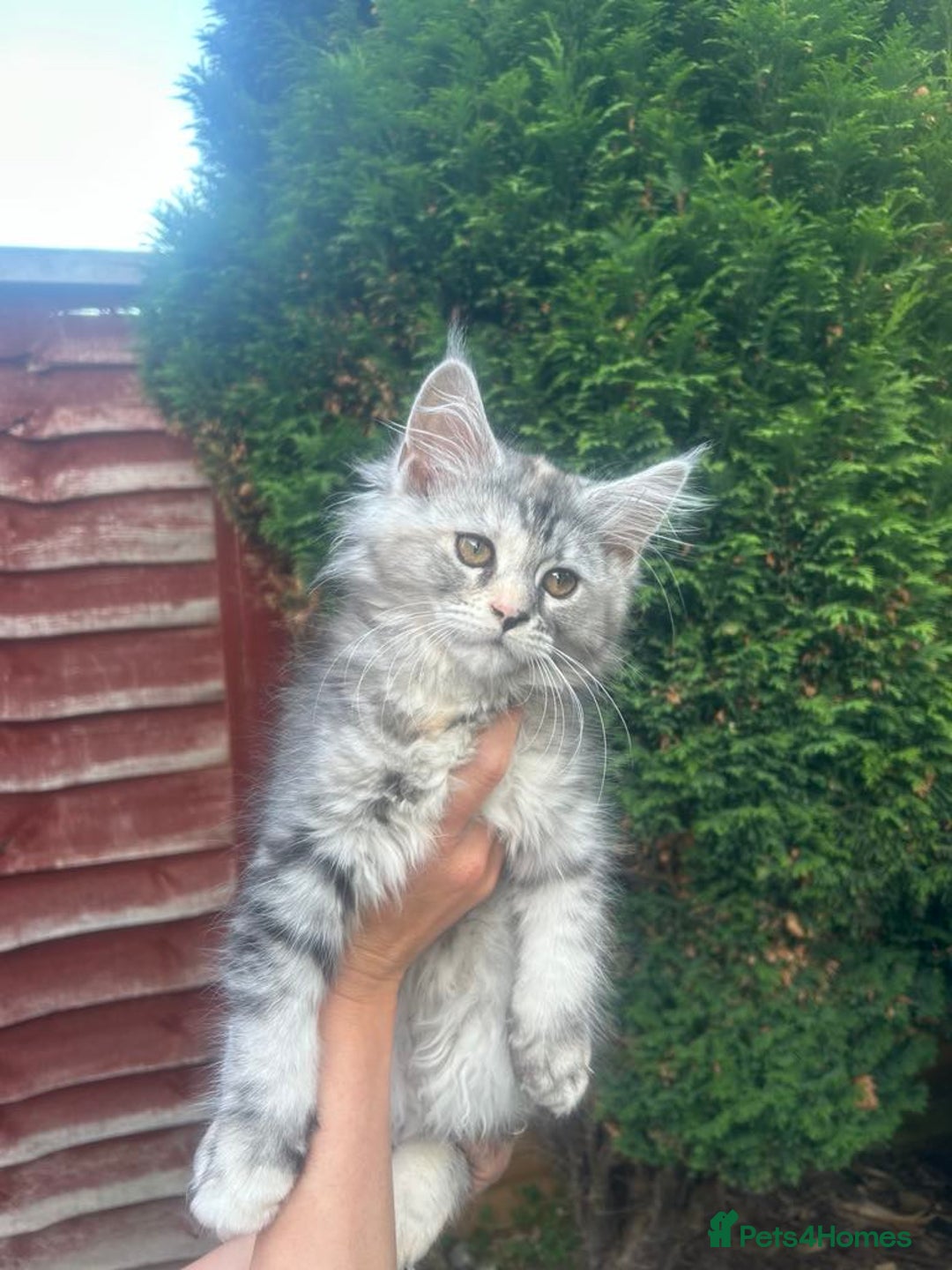 Maine Coon cats for sale: Main Coon kittens for sale - Image 11