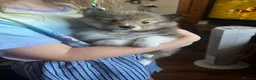 Shetland Sheepdog dogs for sale: Tow stunning little girls  - Advert 5