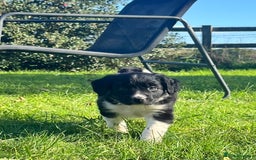 Mixed Breed dogs for sale: ⚫️ Well-natured, healthy Sprollies ⚪️ - Image 5