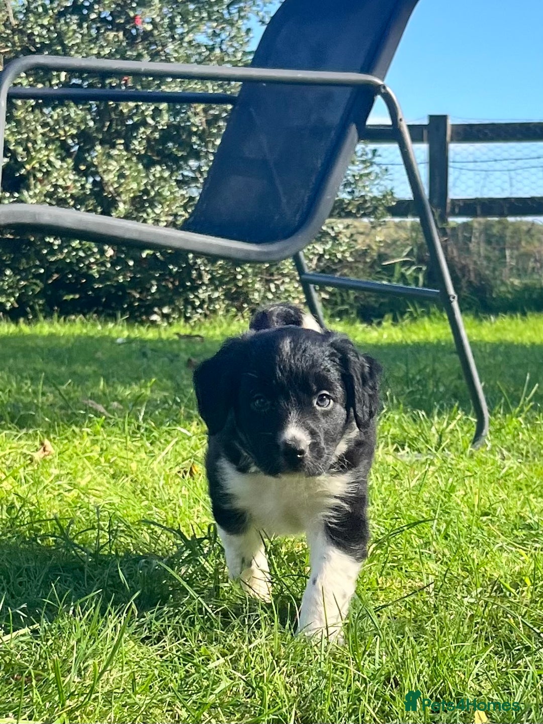 Mixed Breed dogs for sale: ⚫️ Well-natured, healthy Sprollies ⚪️ - Image 5