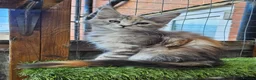 Maine Coon cats for sale: TICA polydactyl maine coon kittens - Advert 2