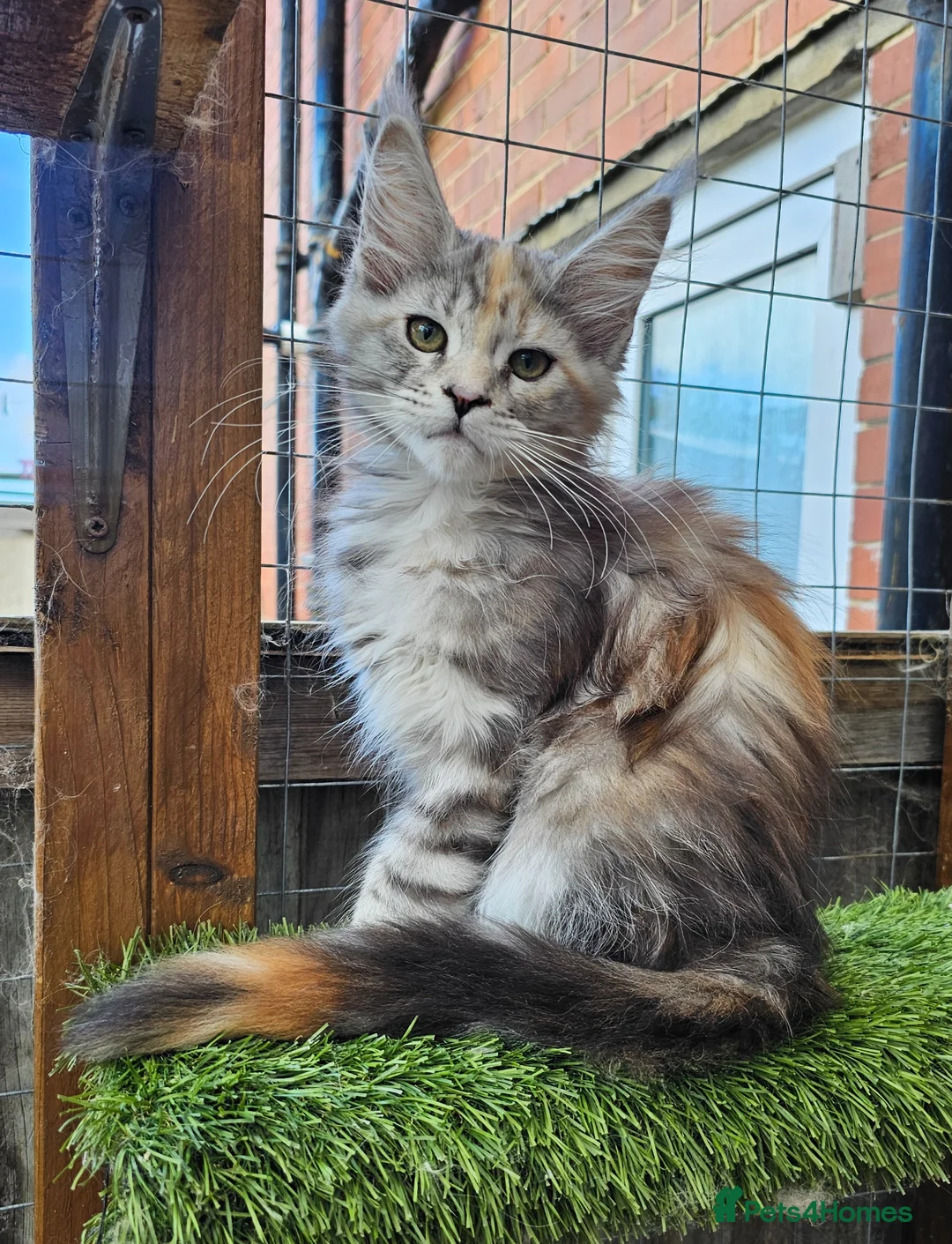 Maine Coon cats for sale: TICA polydactyl maine coon kittens - Advert 2
