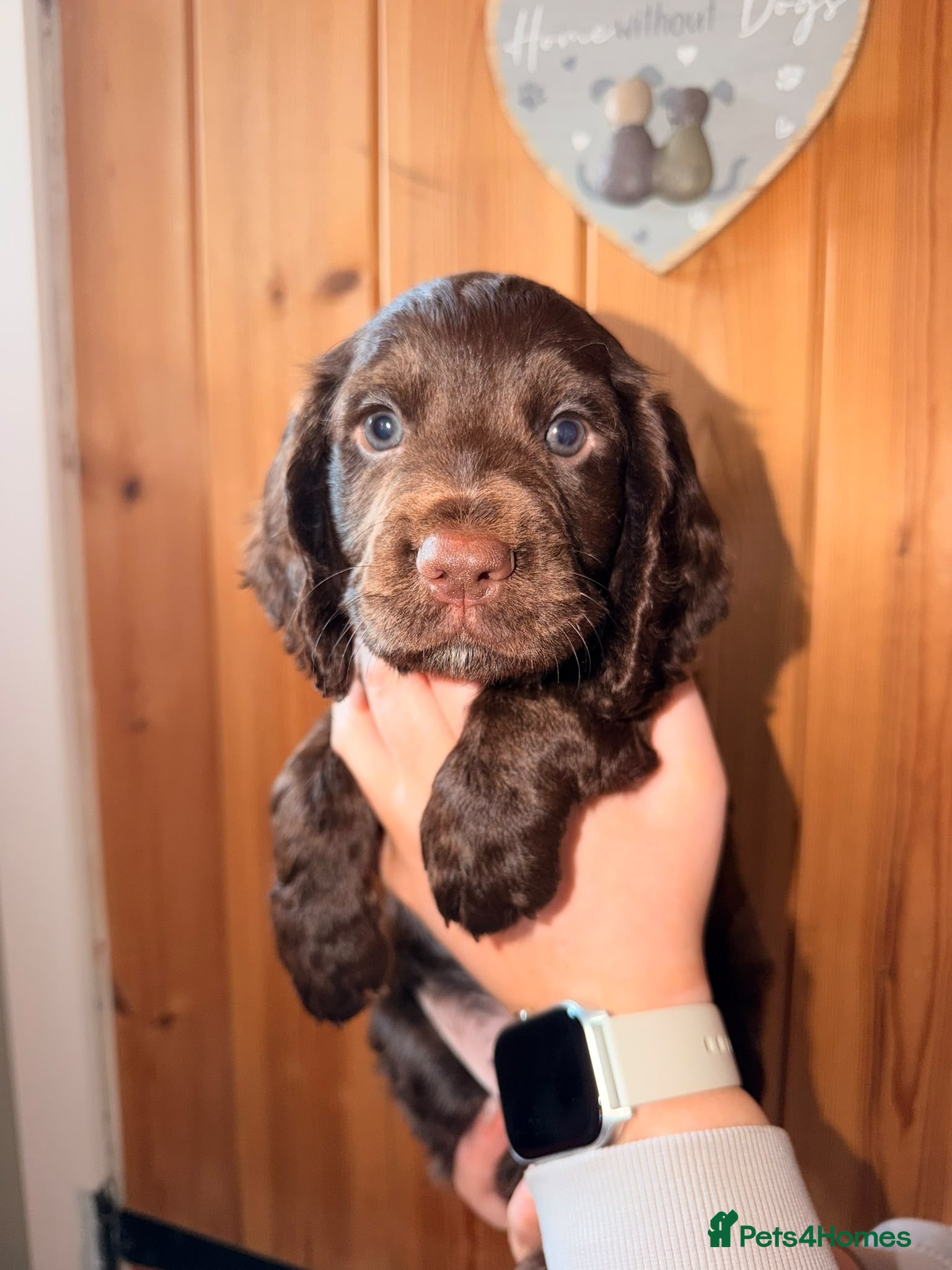Cocker Spaniel dogs Stunning Cocker Pups  - Advert 2