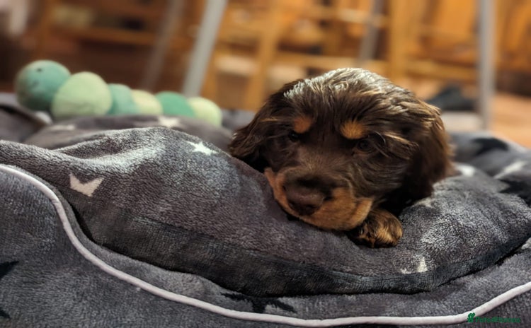 Cocker Spaniel dogs - Advert 9