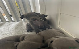 Italian Greyhound dogs for sale: Beautiful Blue Italian greyhound  - Image 6