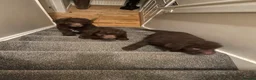 Labradoodle dogs for sale: Multi generation chocolate labradoodle puppies  - Advert 14
