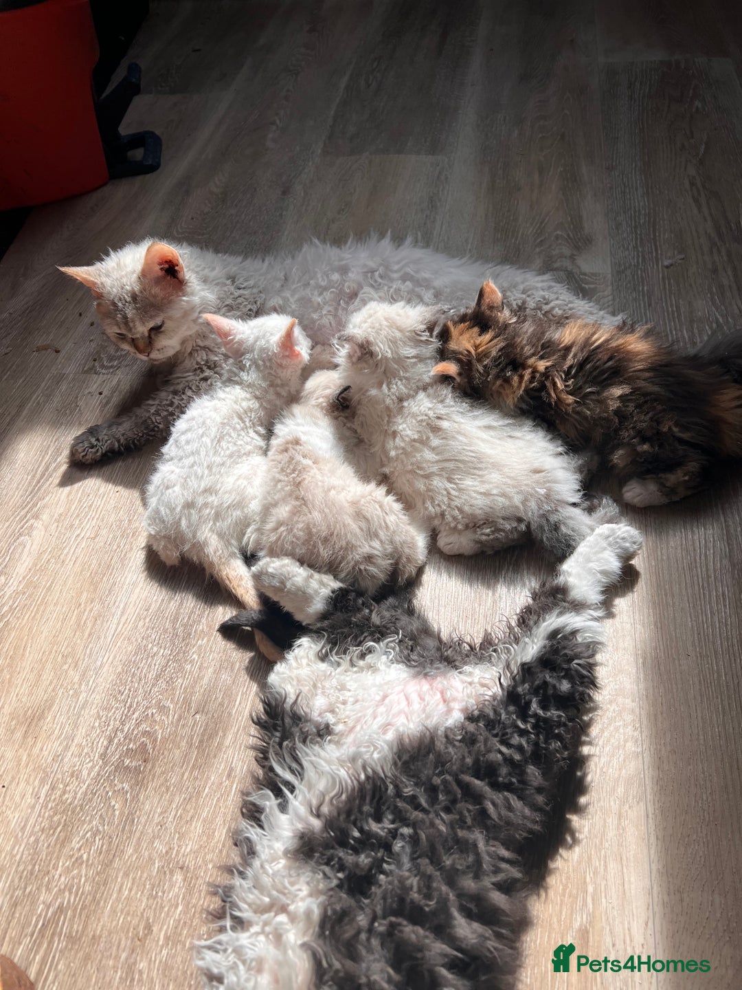 Selkirk Rex cats for sale: Gorgeous Selkirk Rex kittens - Image 40