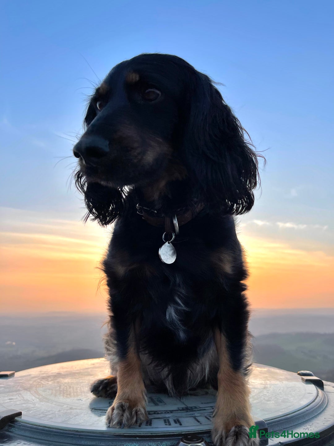 Cockapoo dogs for sale: Reggie Looking For A New Home  6 yr old Cockerpoo  - Image 9