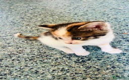 British Shorthair cats for sale: 📢 Kittens & Mum Looking for Loving Homes! - Image 7